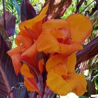 Canna Phasion.jpg