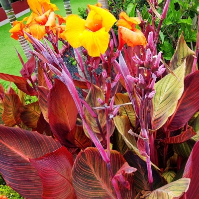 Canna Paciorecznik Tropicana 1szt