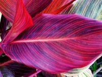 Canna Phasion.jpg