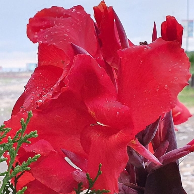 Canna Paciorecznik Cherry Red 1szt