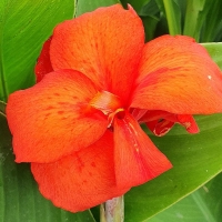 Canna Happy Cleo