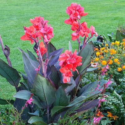 Canna Paciorecznik Happy Julia 1szt