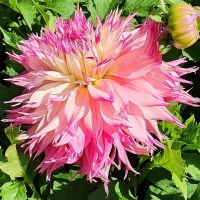 Dalia Myrtles Folly