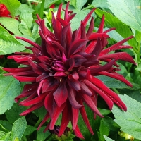 Dalia Nuit d Ete