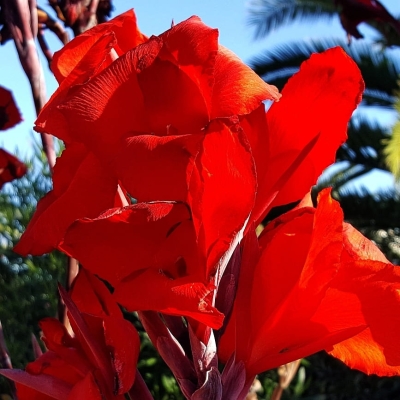 Canna  Paciorecznik Evening Star 1szt