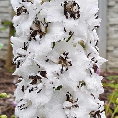 Ostróżka Magic Fountain Pure White 1szt