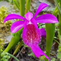 Storczyk Pleione formosana.jpg