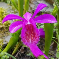 Storczyk Pleione formosana.jpg