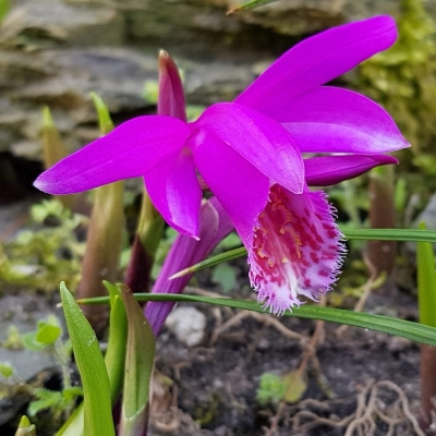 Storczyk mrozoodporny Pleione Formosana 1szt