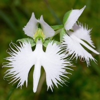 Habenaria Radiata