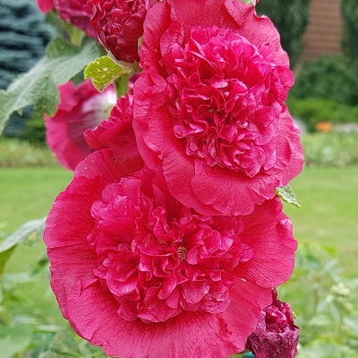 Malwa czerwona 1szt 