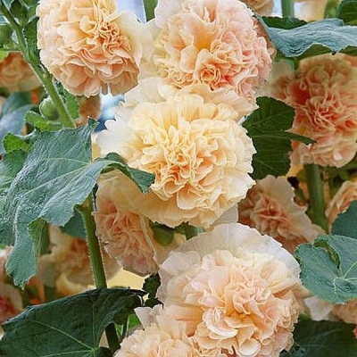 Malwa pomarańczowa Peaches and Cream 1szt