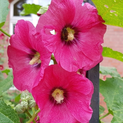 Malwa Mars Magic 1szt