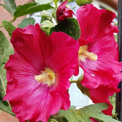 Malwa Halo Red 1szt