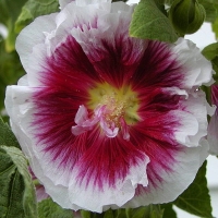 Malwa Creme de Casis.jpg
