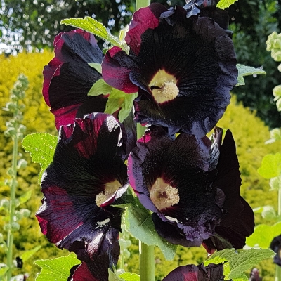 Malwa czarna Nigra 1szt