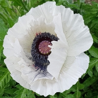 Mak Perry's White.jpg