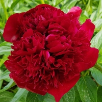 piwonia Red Charm.jpg