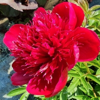 Piwonia Red Charm.jpg