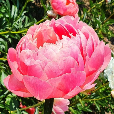 Piwonia chińska Pink Hawaian 1szt