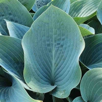 funkia halcyon