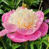 Piwonia Bowl of Beauty.jpg