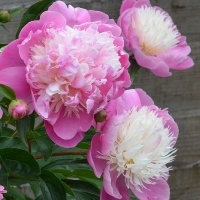 Piwonia bowl of beauty.jpg