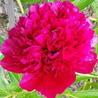 Piwonia Rubra Plena.jpg