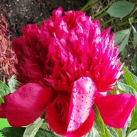 Piwonia Red Charm.jpg