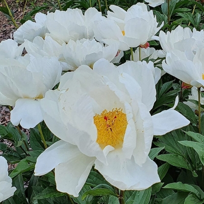 Piwonia chińska Krinkled White 1szt