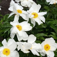 Piwonia Krinkled White.jpg