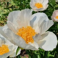 Piwonia Krinkled White.jpg