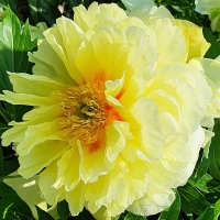 Piwonia Itoh Bartzella.jpg