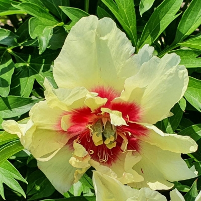 Piwonia ITOH Border Charm 1szt