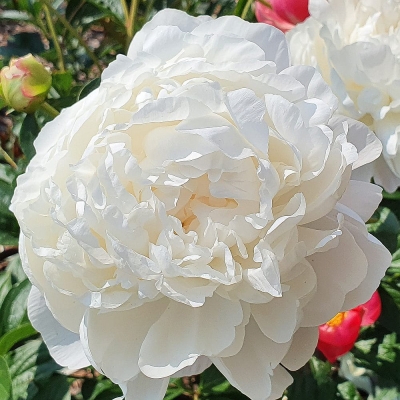 Piwonia chińska Bowl of Cream 1szt