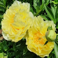 Piwonia Itoh Bartzella.jpg