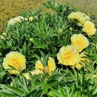 Piwonia Itoh Bartzella.jpg