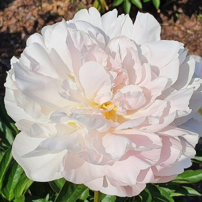 Piwonia chińska Gene Wild 1szt