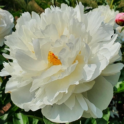 Piwonia chińska Kelway's Glorius 1szt