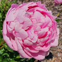 Piwonia Ursynów
