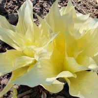funkia white feather.jpg