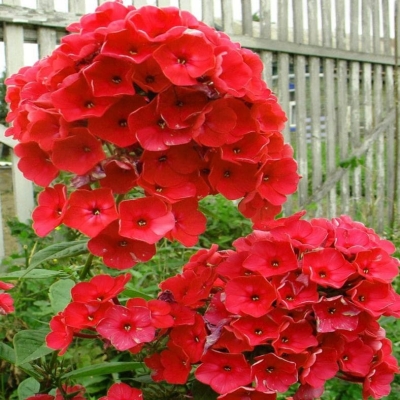 Floks - phlox Starfire 1szt