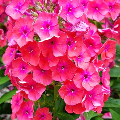 Floks - phlox Ferris Wheel 1szt