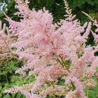 Tawułka Peach Blossom.jpg