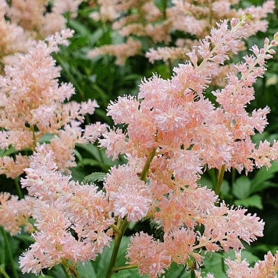 Tawułka Peach Blossom 1szt