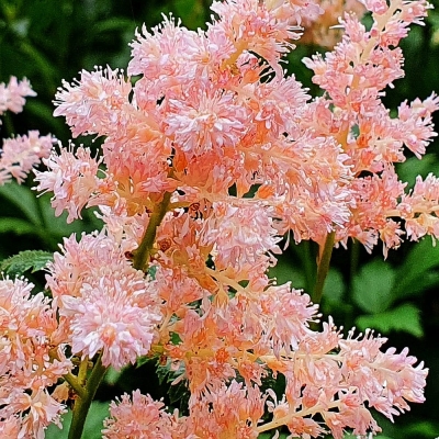 Tawułka Bresingham Beauty 1szt