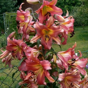 Lilia drzewiasta Satisfaction 1szt