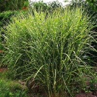Miskant Zebrinus