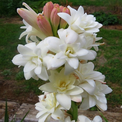 Tuberoza wonna - polianthes tuberosa 1szt