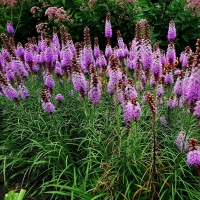 Liatra liatris spicata.jpg